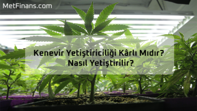 kenevir yetistiriciligi