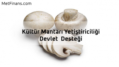 Kültür Mantarı Üretimi Devlet Desteği