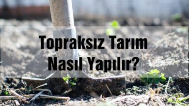 Topraksız Tarım Nasıl Yapılır?